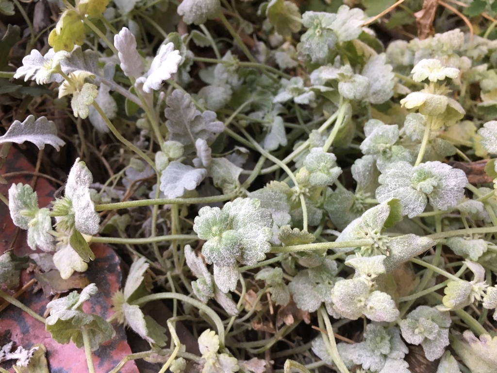 f:id:encyclopediaofweeds:20180913221104j:plain f:id:encyclopediaofweeds:20180913221104j:plain