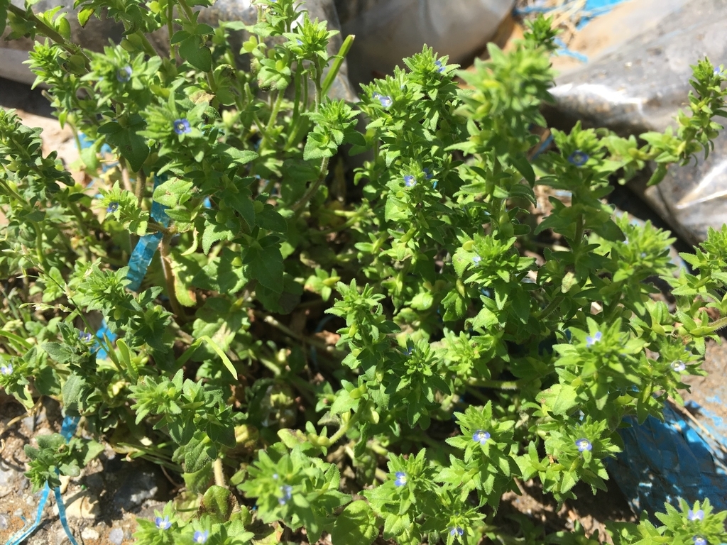 f:id:encyclopediaofweeds:20180913221610j:plain