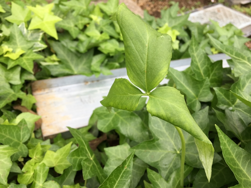 f:id:encyclopediaofweeds:20180913234626j:plain