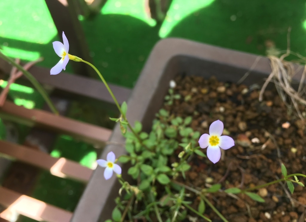 f:id:encyclopediaofweeds:20180914002530j:plain