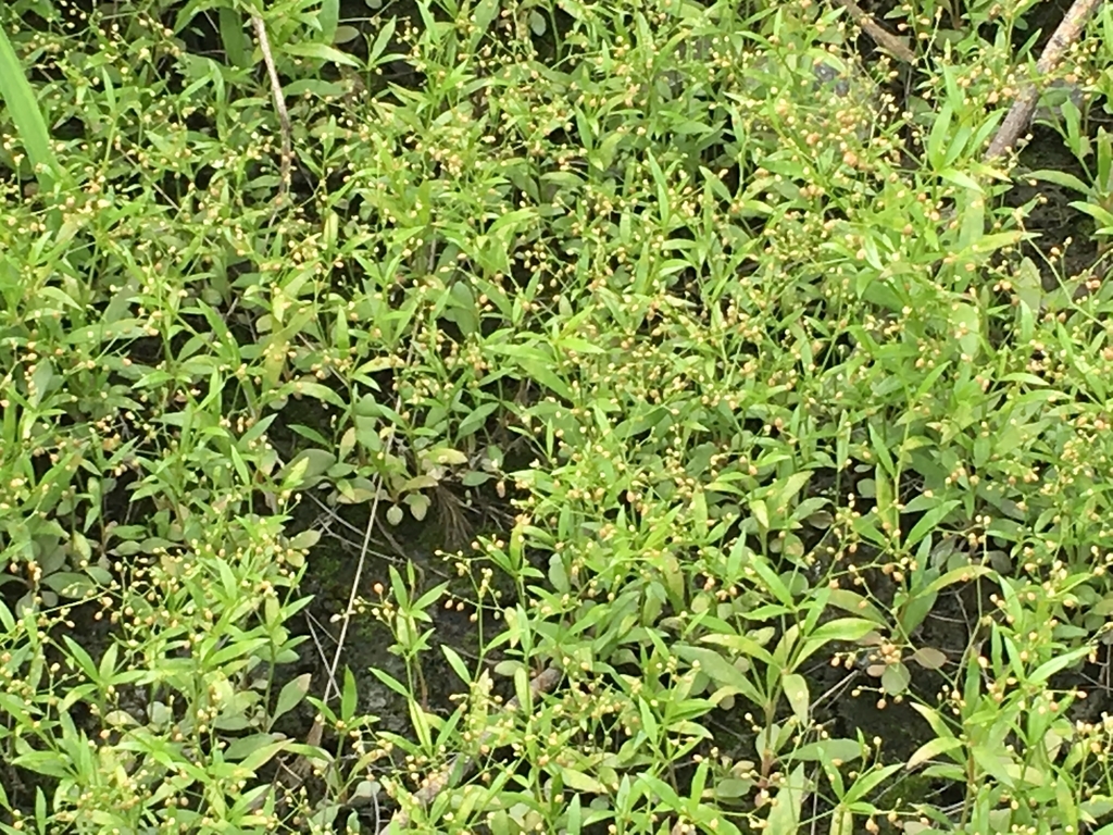 f:id:encyclopediaofweeds:20180914014609j:plain