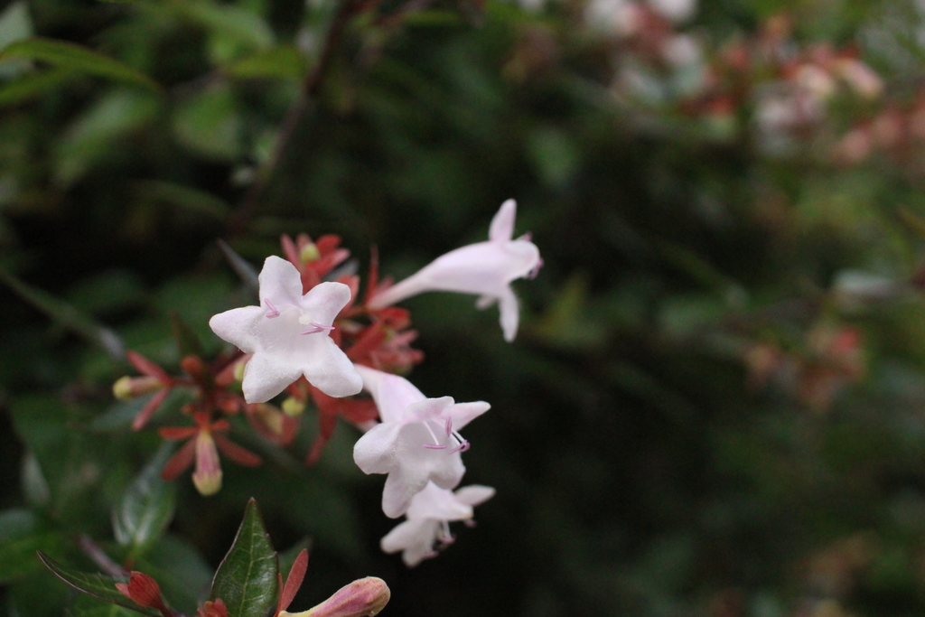 f:id:encyclopediaofweeds:20180914023637j:plain