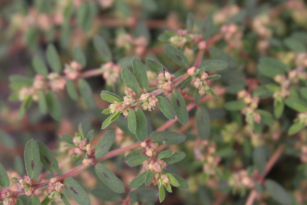 f:id:encyclopediaofweeds:20181026220006j:plain f:id:encyclopediaofweeds:20181026220006j:plain