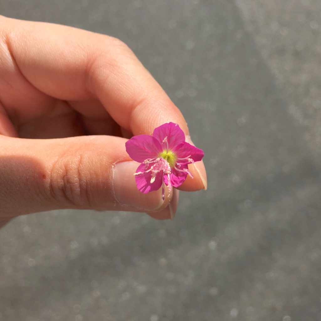 f:id:encyclopediaofweeds:20181030232952j:plain