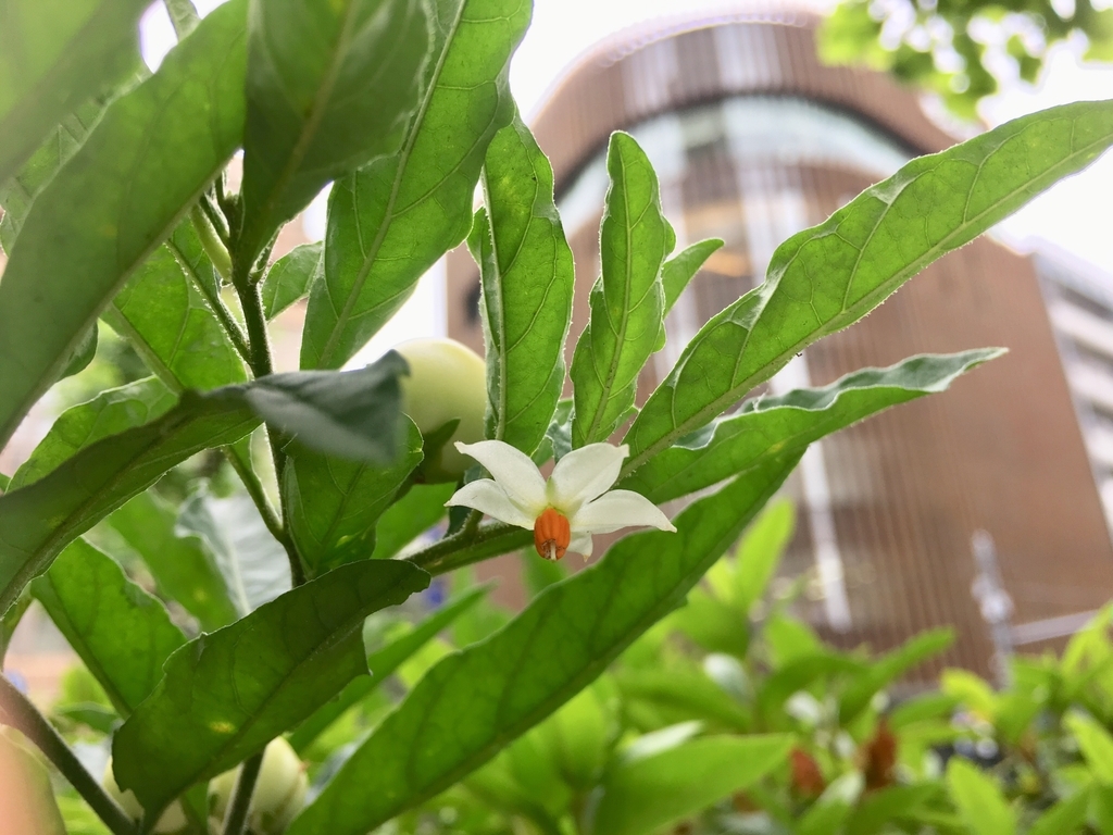f:id:encyclopediaofweeds:20181030233619j:plain