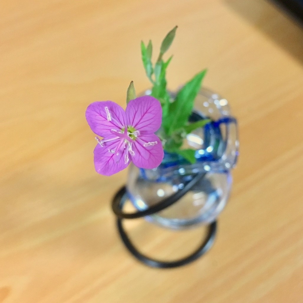f:id:encyclopediaofweeds:20181214152300j:plain
