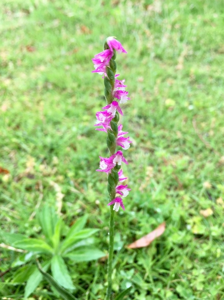 f:id:encyclopediaofweeds:20181214155249j:plain