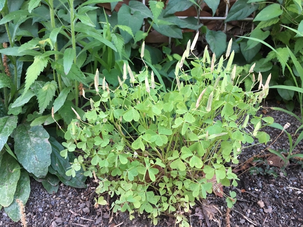 f:id:encyclopediaofweeds:20181214155918j:plain