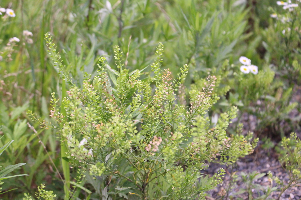 f:id:encyclopediaofweeds:20181214162602j:plain