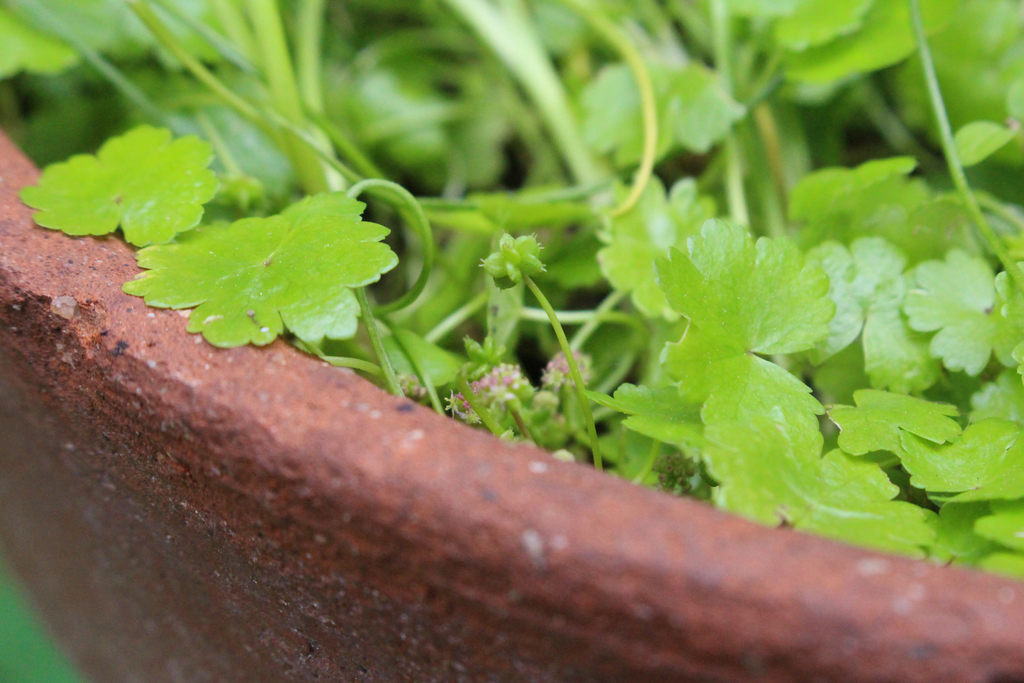 f:id:encyclopediaofweeds:20181214163849j:plain