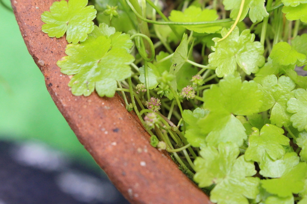 f:id:encyclopediaofweeds:20181214163916j:plain