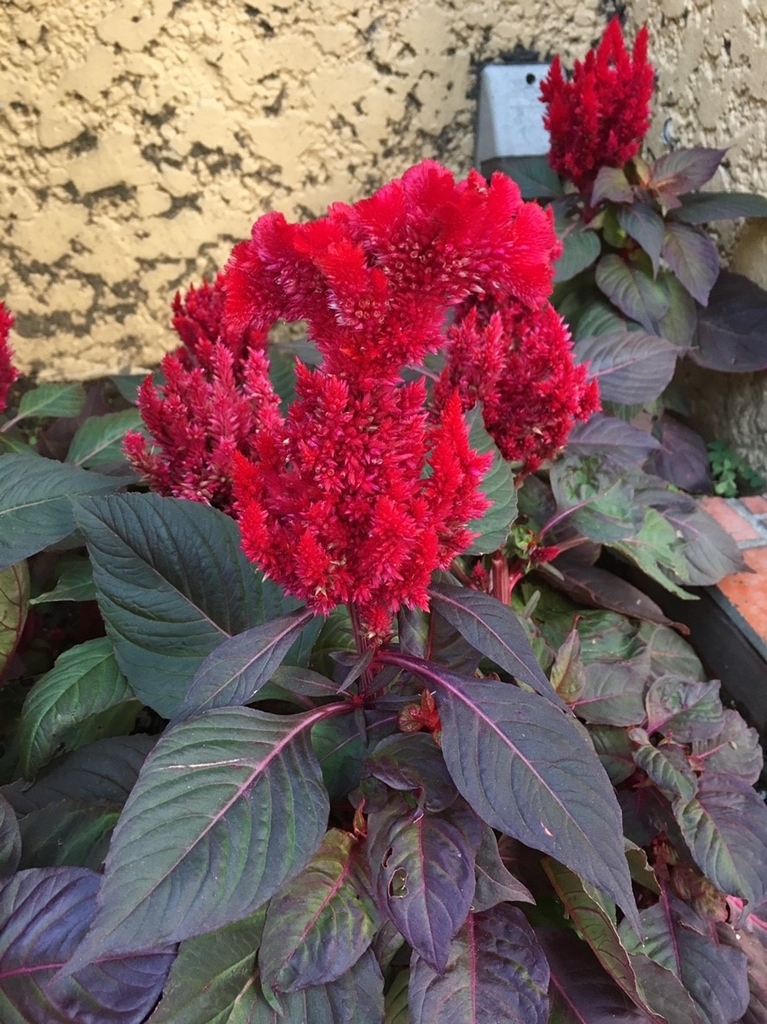 f:id:encyclopediaofweeds:20181214174736j:plain