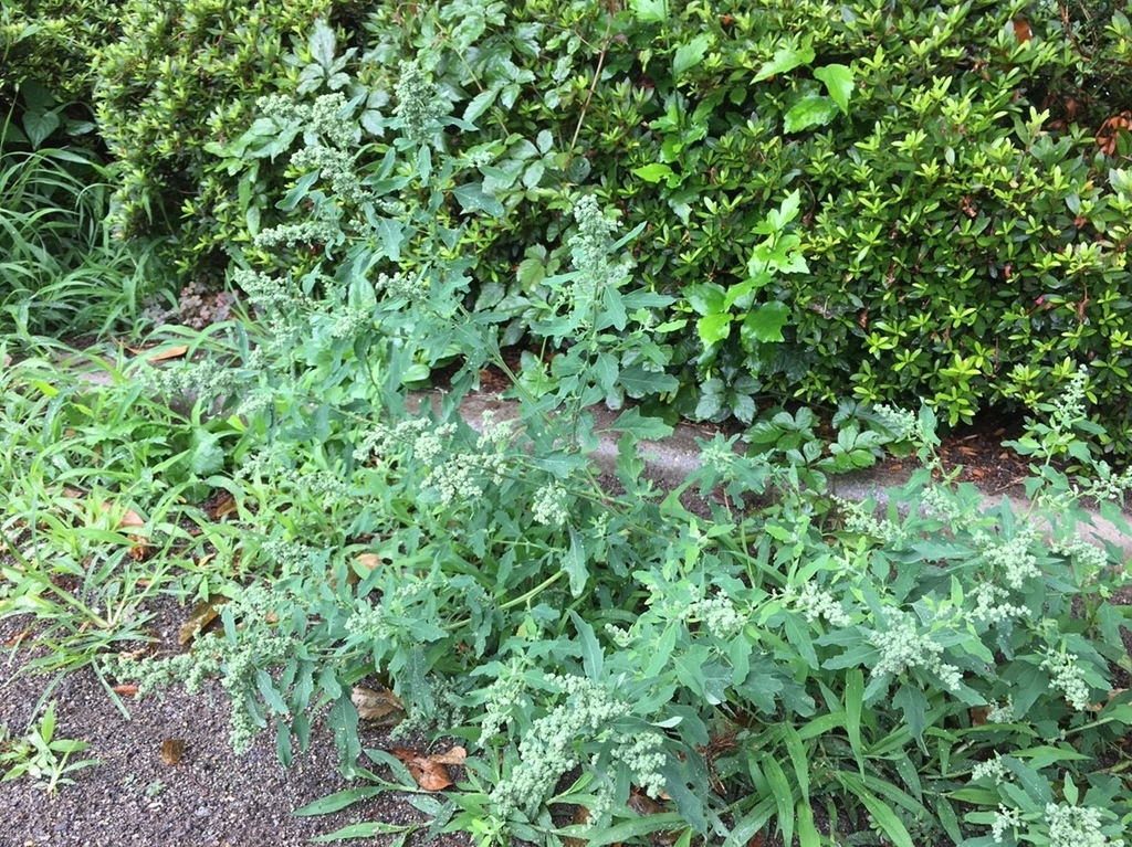 f:id:encyclopediaofweeds:20181214175715j:plain