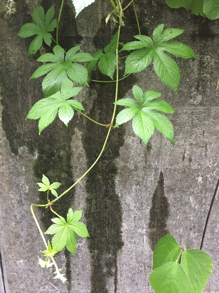 f:id:encyclopediaofweeds:20181214180147j:plain