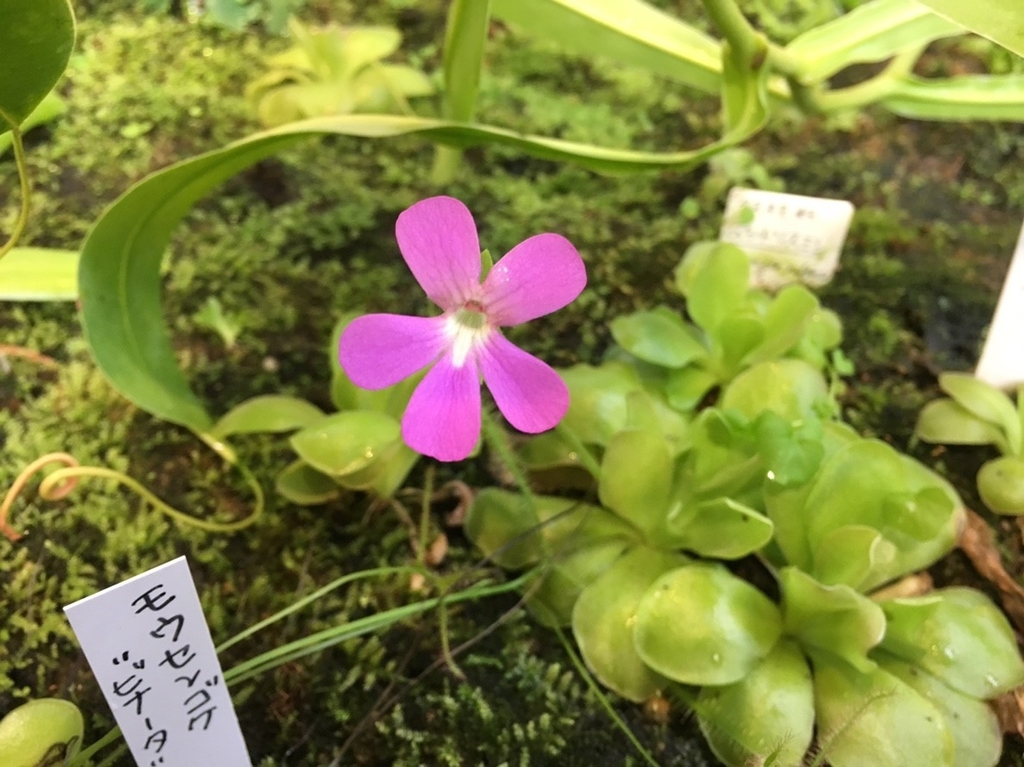 f:id:encyclopediaofweeds:20181214181232j:plain
