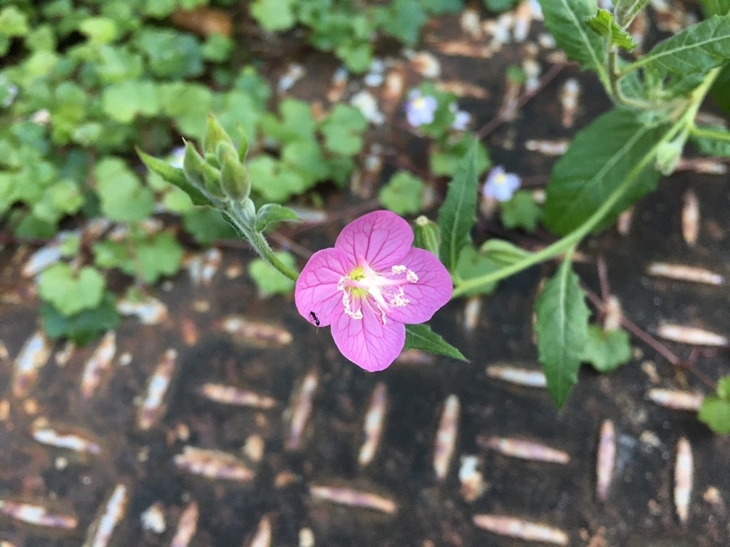 f:id:encyclopediaofweeds:20181214181910j:plain