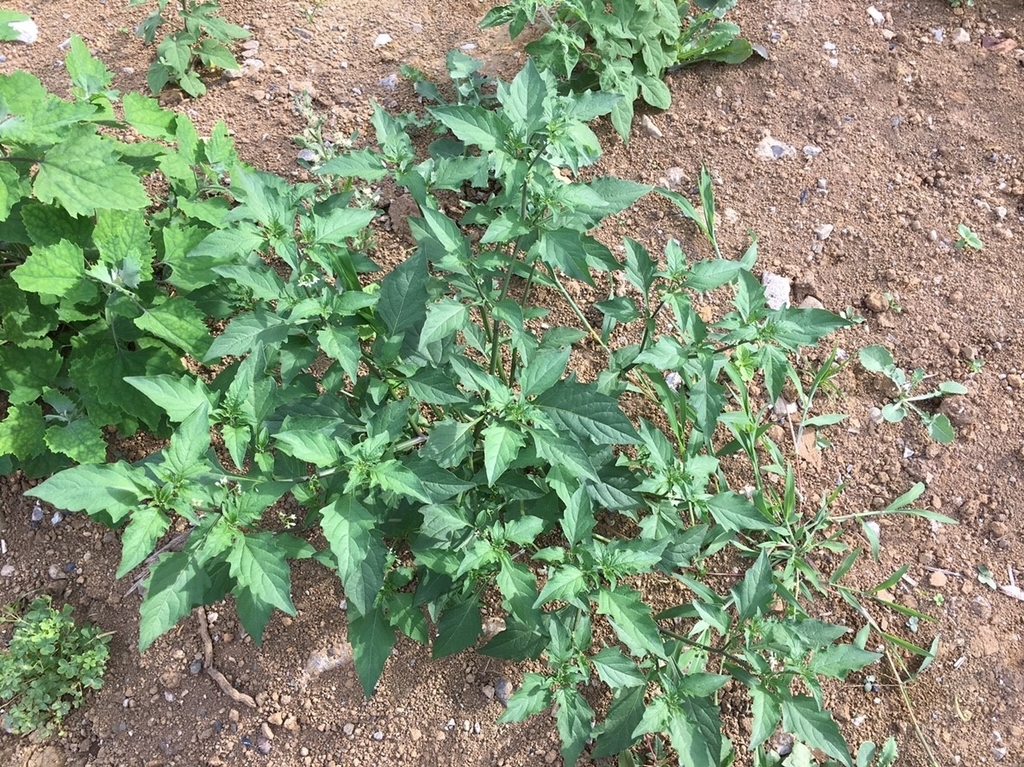 f:id:encyclopediaofweeds:20181215023339j:plain