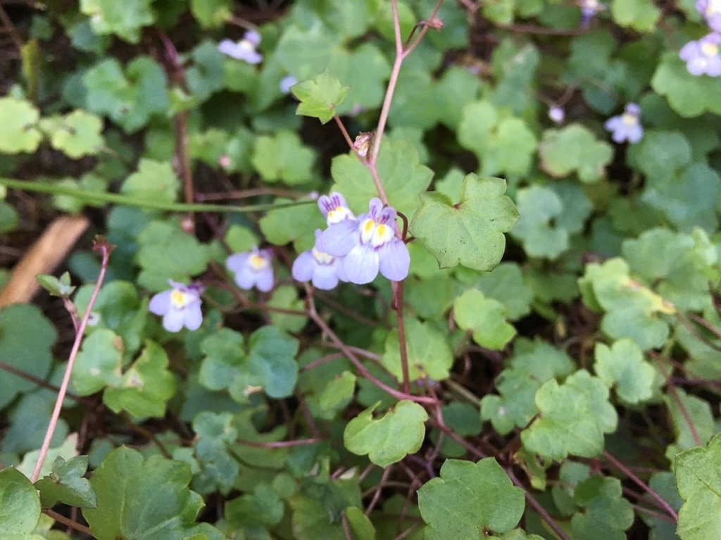 f:id:encyclopediaofweeds:20181215023556j:plain