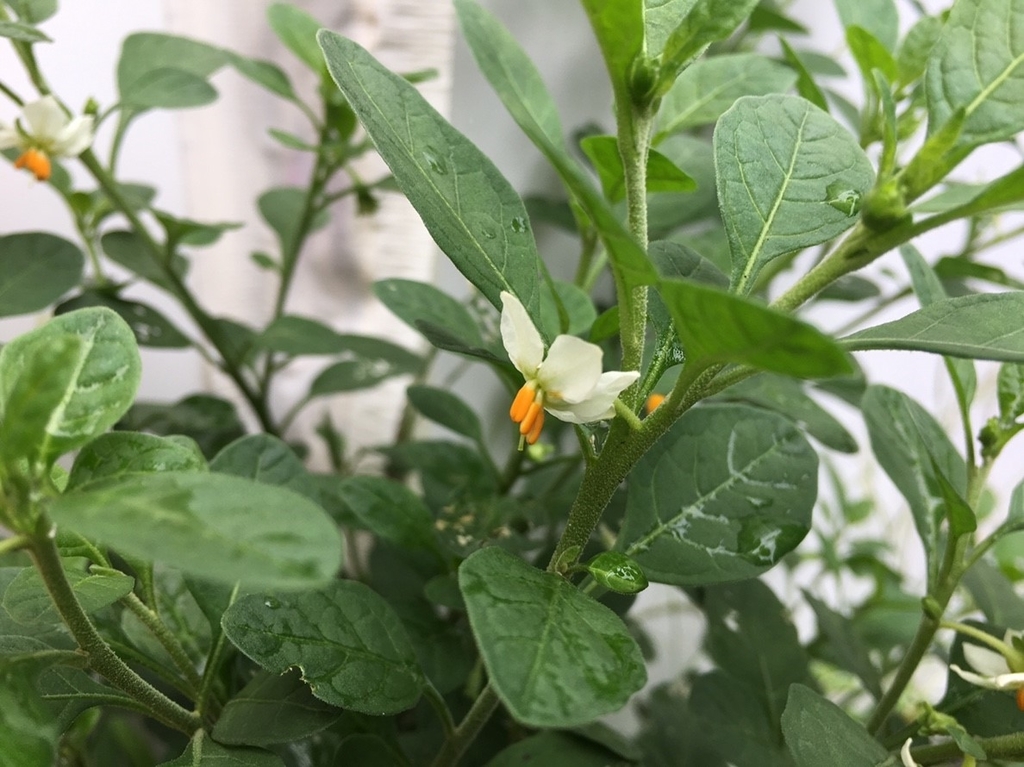 f:id:encyclopediaofweeds:20181215023647j:plain