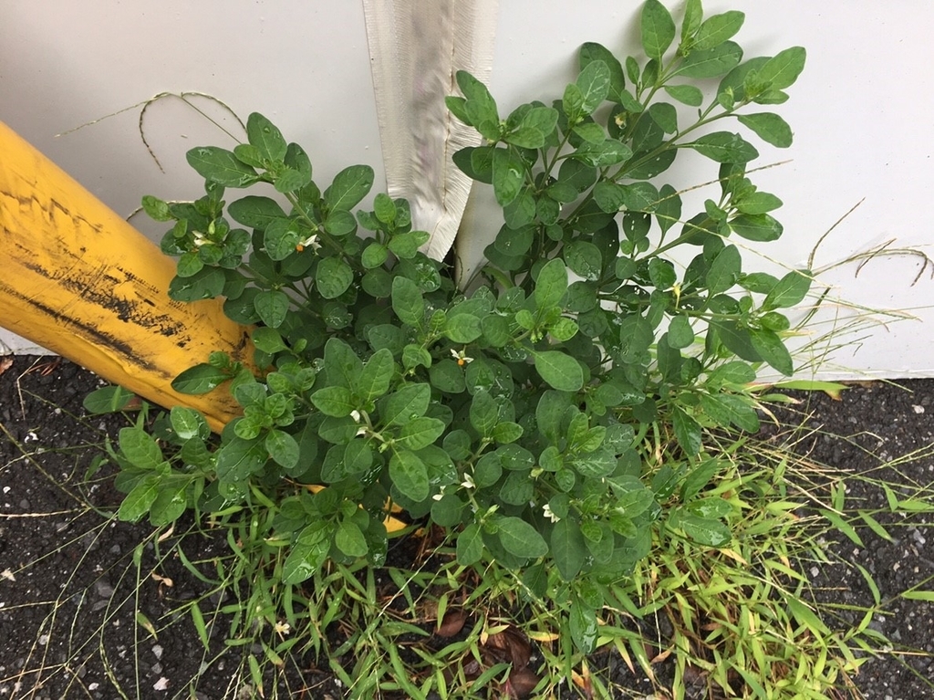 f:id:encyclopediaofweeds:20181215023651j:plain