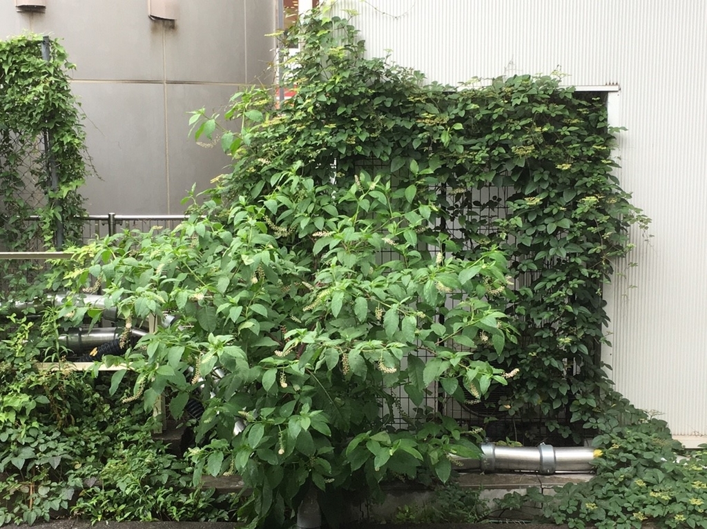 f:id:encyclopediaofweeds:20181215023919j:plain f:id:encyclopediaofweeds:20181215023919j:plain