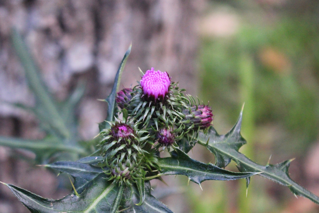f:id:encyclopediaofweeds:20181216022602j:plain f:id:encyclopediaofweeds:20181216022602j:plain