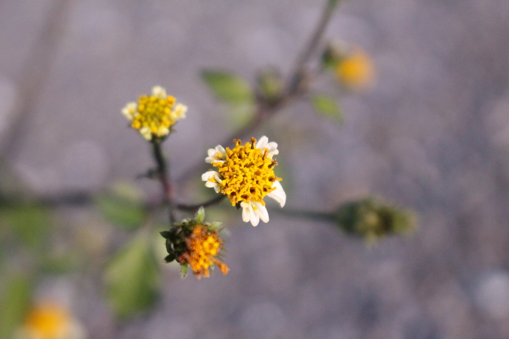 f:id:encyclopediaofweeds:20181216144829j:plain