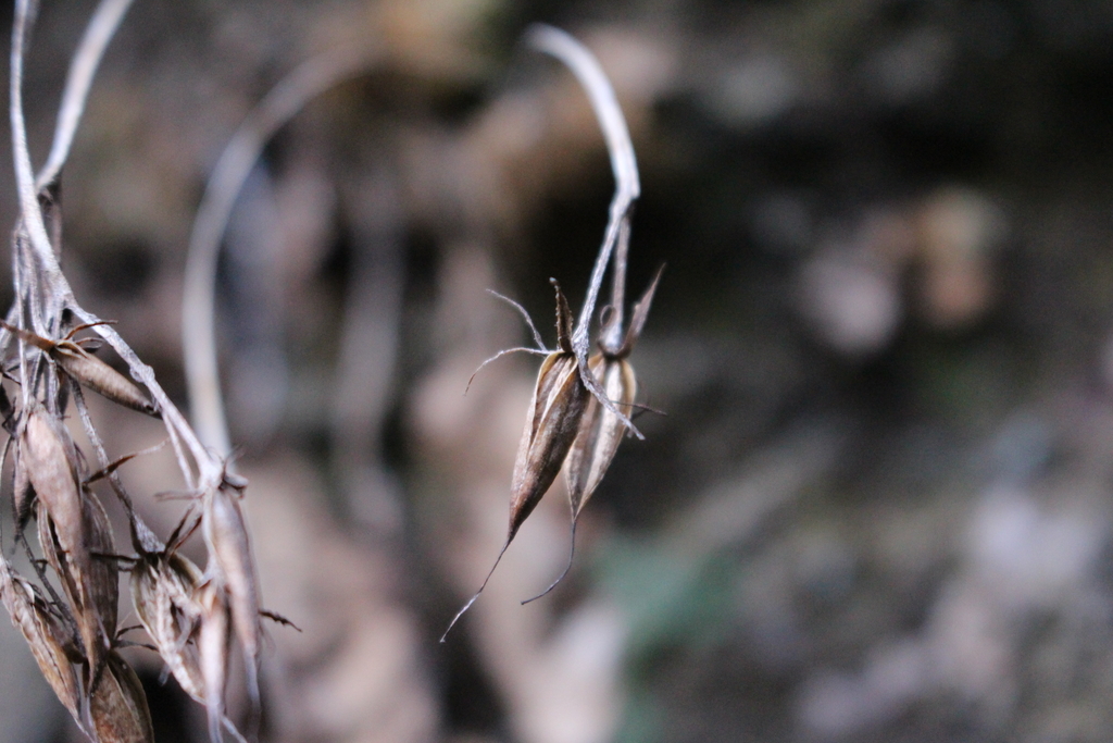 f:id:encyclopediaofweeds:20181222030945j:plain f:id:encyclopediaofweeds:20181222030945j:plain