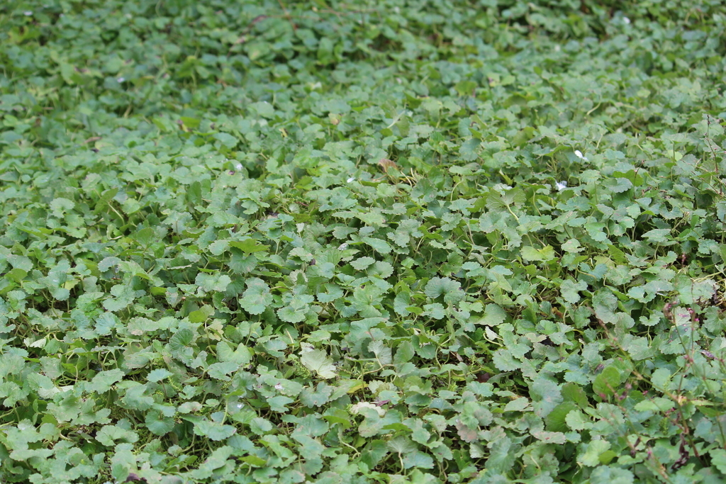 f:id:encyclopediaofweeds:20190219221903j:plain