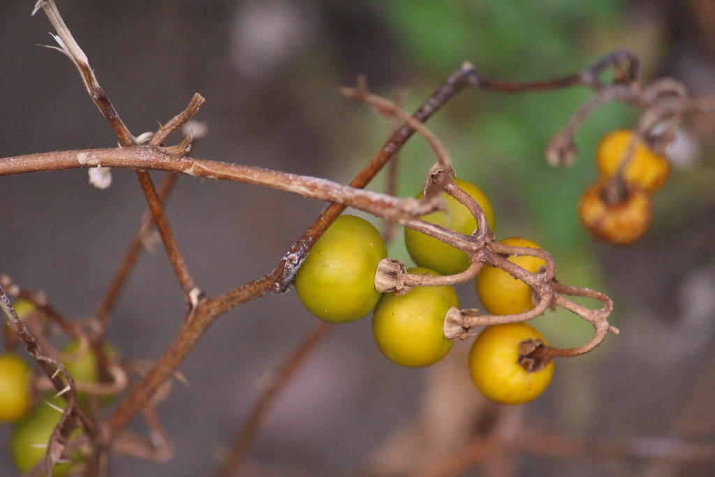 f:id:encyclopediaofweeds:20190220001502j:plain f:id:encyclopediaofweeds:20190220001502j:plain