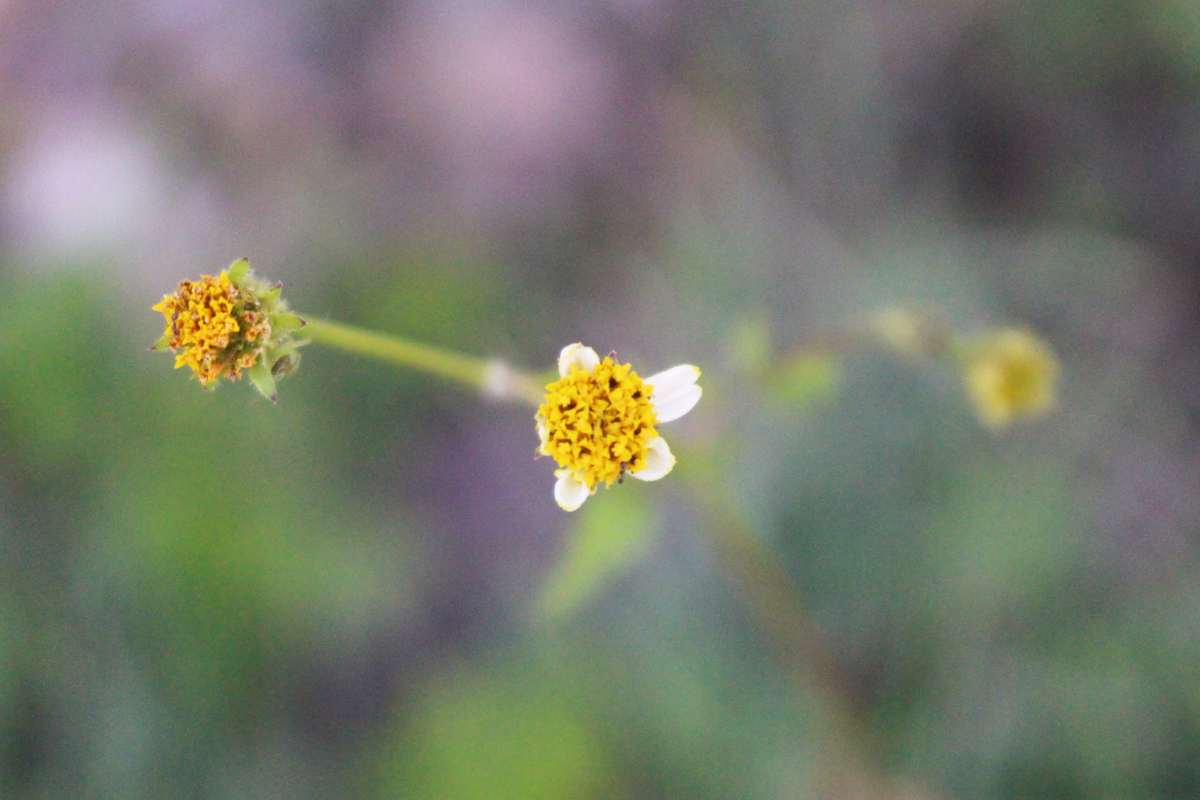 f:id:encyclopediaofweeds:20191109175852j:plain