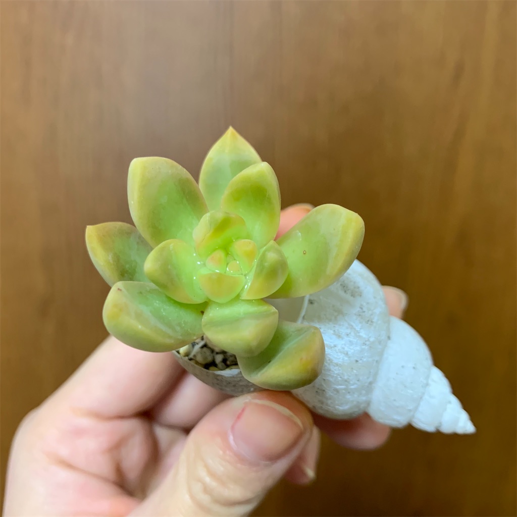 f:id:encyclopediaofweeds:20200115231249j:image
