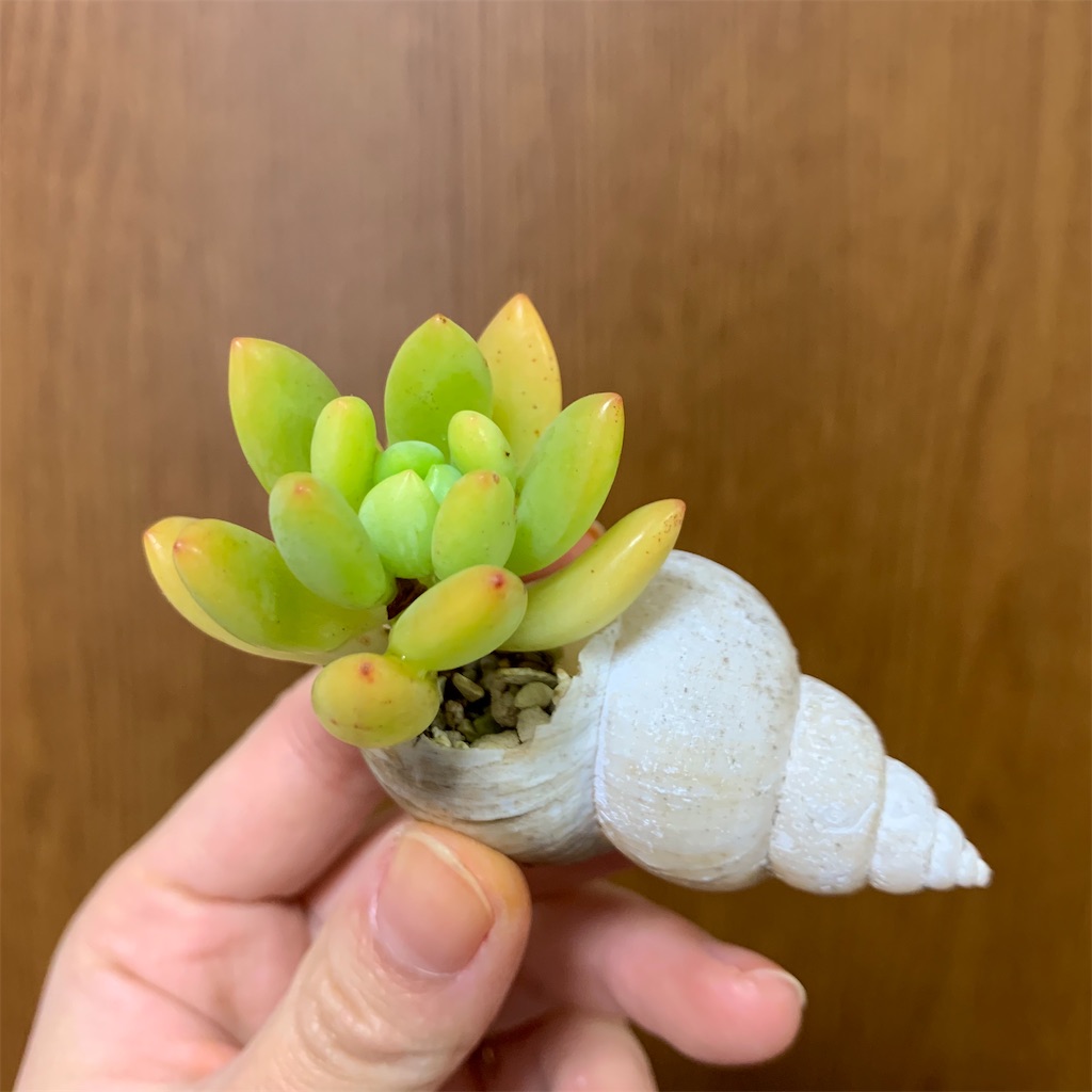 f:id:encyclopediaofweeds:20200115231300j:image