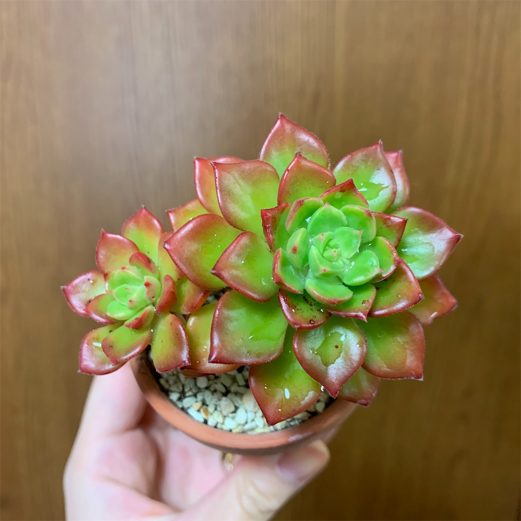 f:id:encyclopediaofweeds:20200115233004j:image