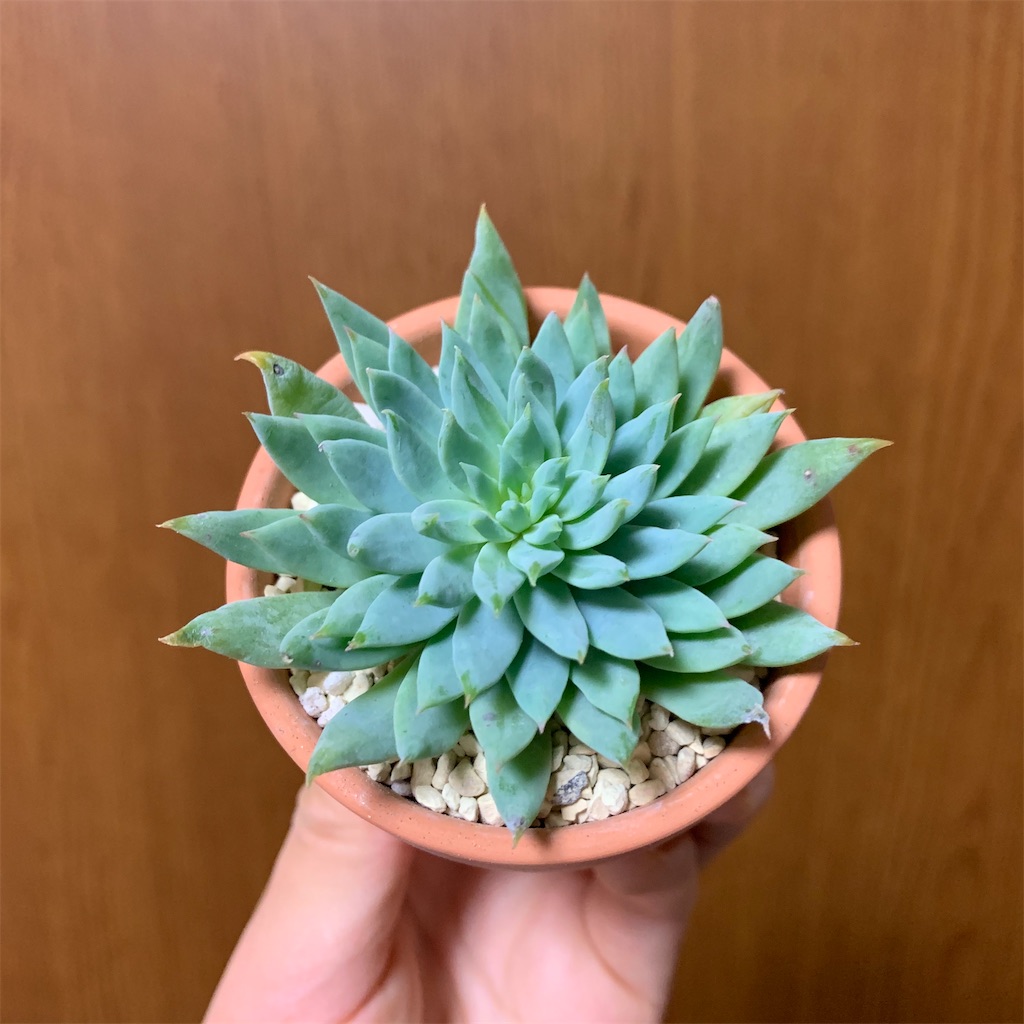f:id:encyclopediaofweeds:20200115233137j:image