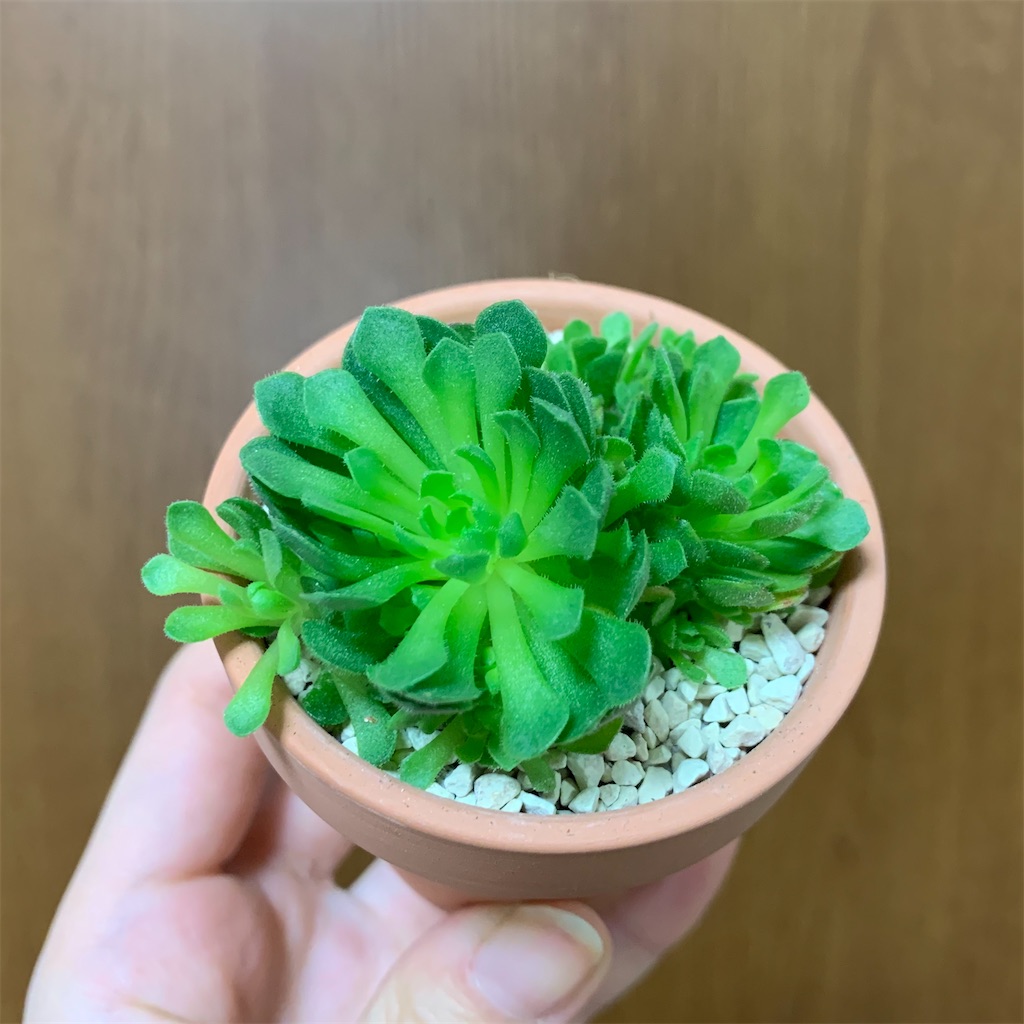 f:id:encyclopediaofweeds:20200115233230j:image
