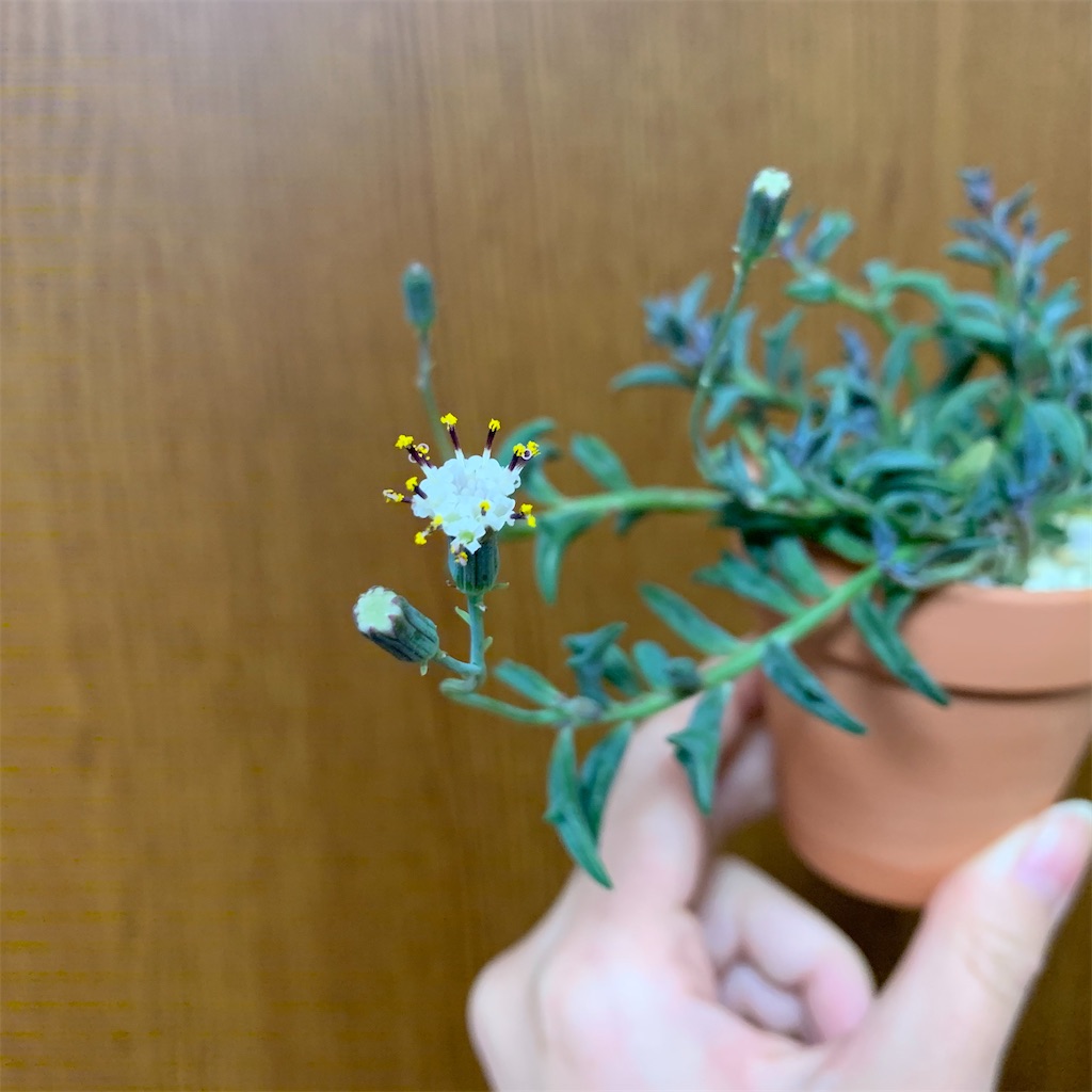 f:id:encyclopediaofweeds:20200115234032j:image