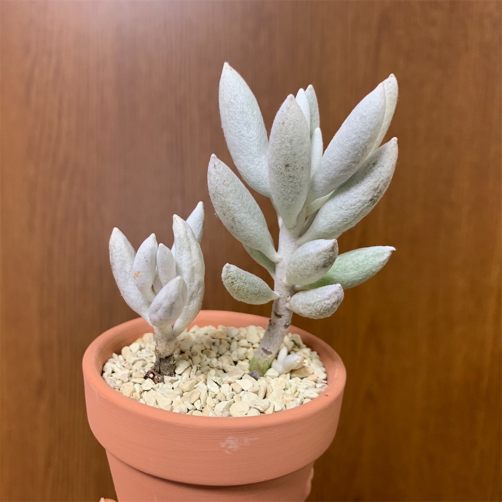 f:id:encyclopediaofweeds:20200115234113j:image