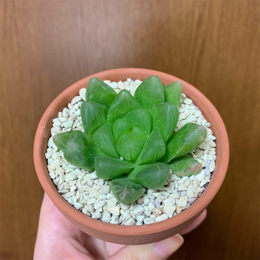 うちのハオルチア・アロエたち - 愛すべき雑草たち うちのハオルチア・アロエたち - 愛すべき雑草たち