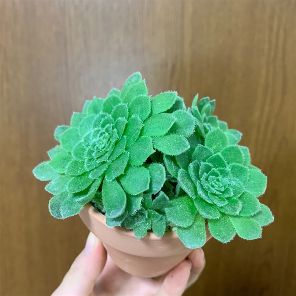 うちの多肉植物たち（アエオニウム） - 愛すべき雑草たち