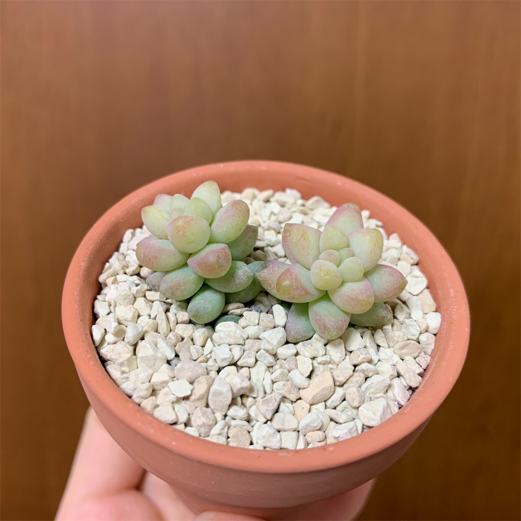 f:id:encyclopediaofweeds:20200124222449j:image