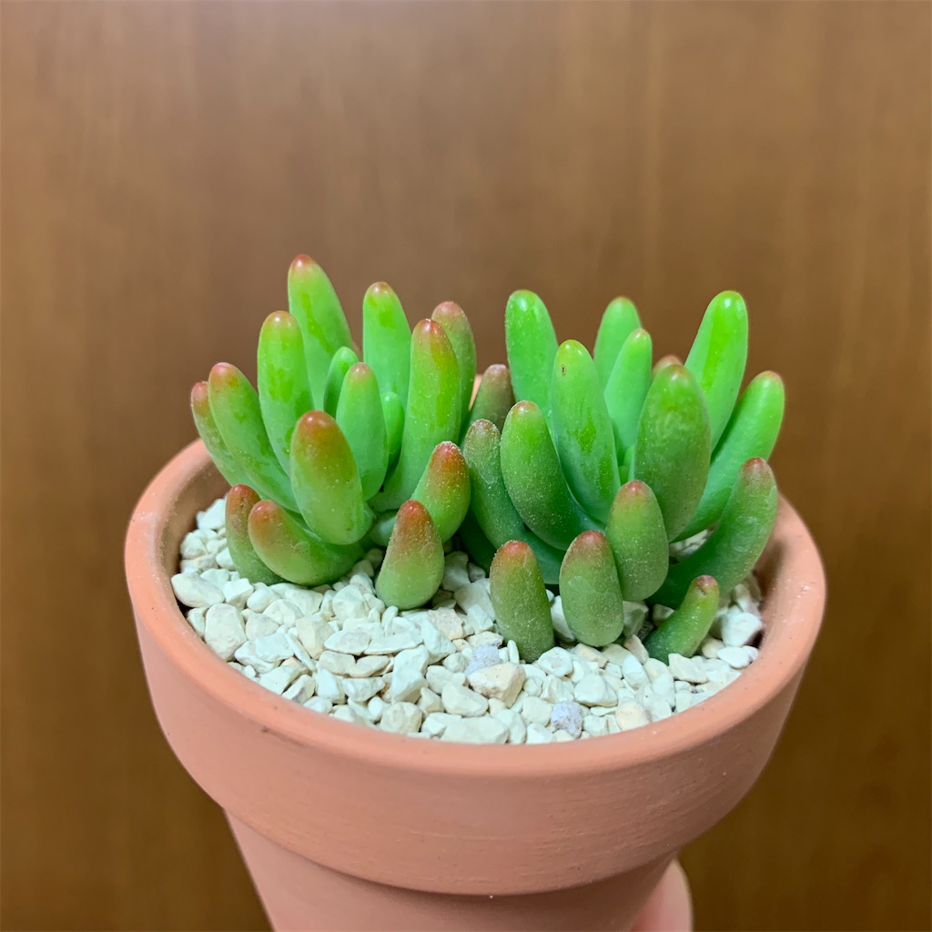 f:id:encyclopediaofweeds:20200124222532j:image
