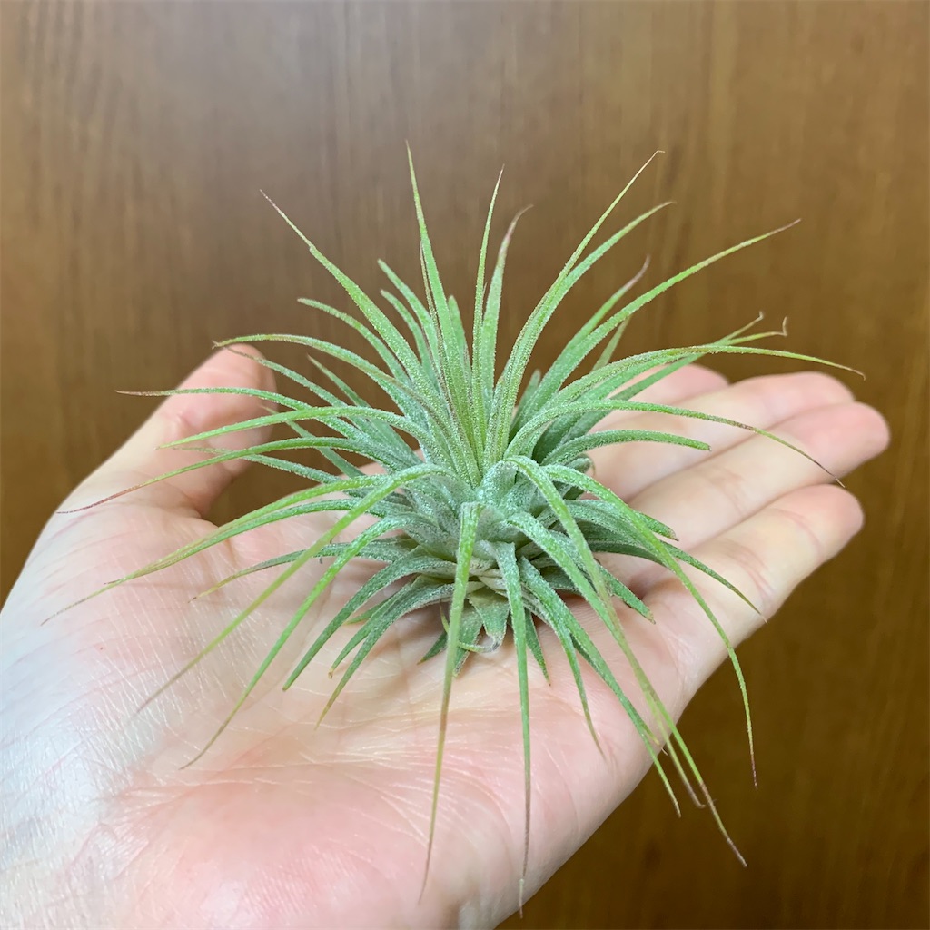 f:id:encyclopediaofweeds:20200125002357j:image
