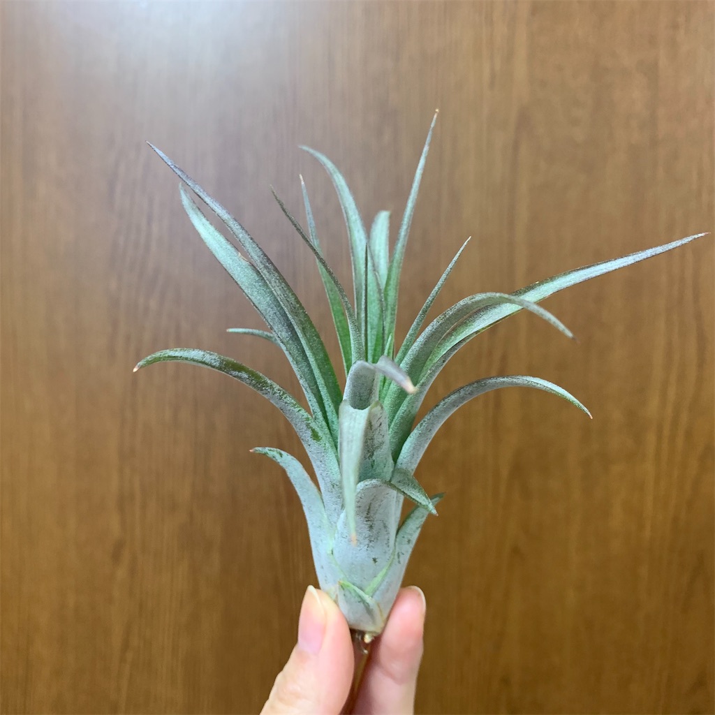 f:id:encyclopediaofweeds:20200125003503j:image
