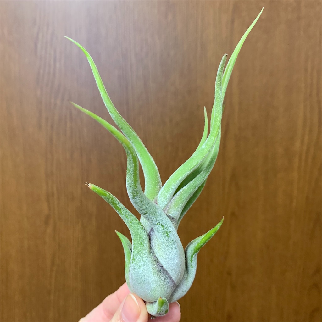f:id:encyclopediaofweeds:20200125003628j:image