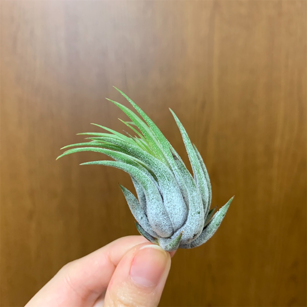 f:id:encyclopediaofweeds:20200125003657j:image