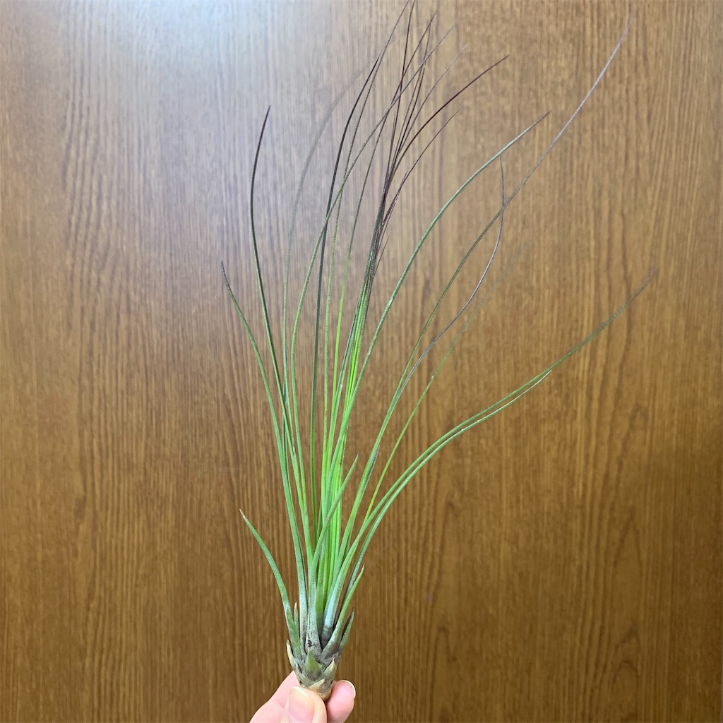 f:id:encyclopediaofweeds:20200125003729j:image