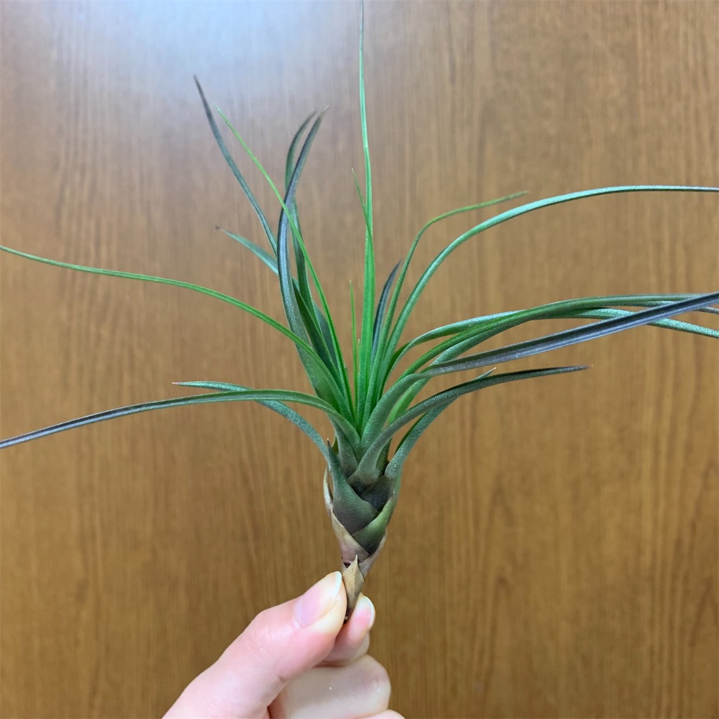 f:id:encyclopediaofweeds:20200125003754j:image