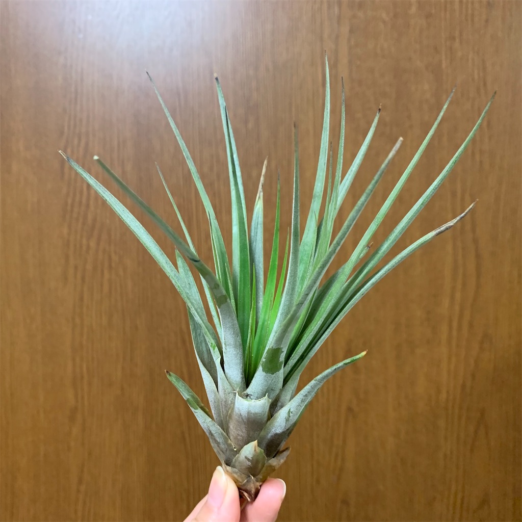 f:id:encyclopediaofweeds:20200125003842j:image