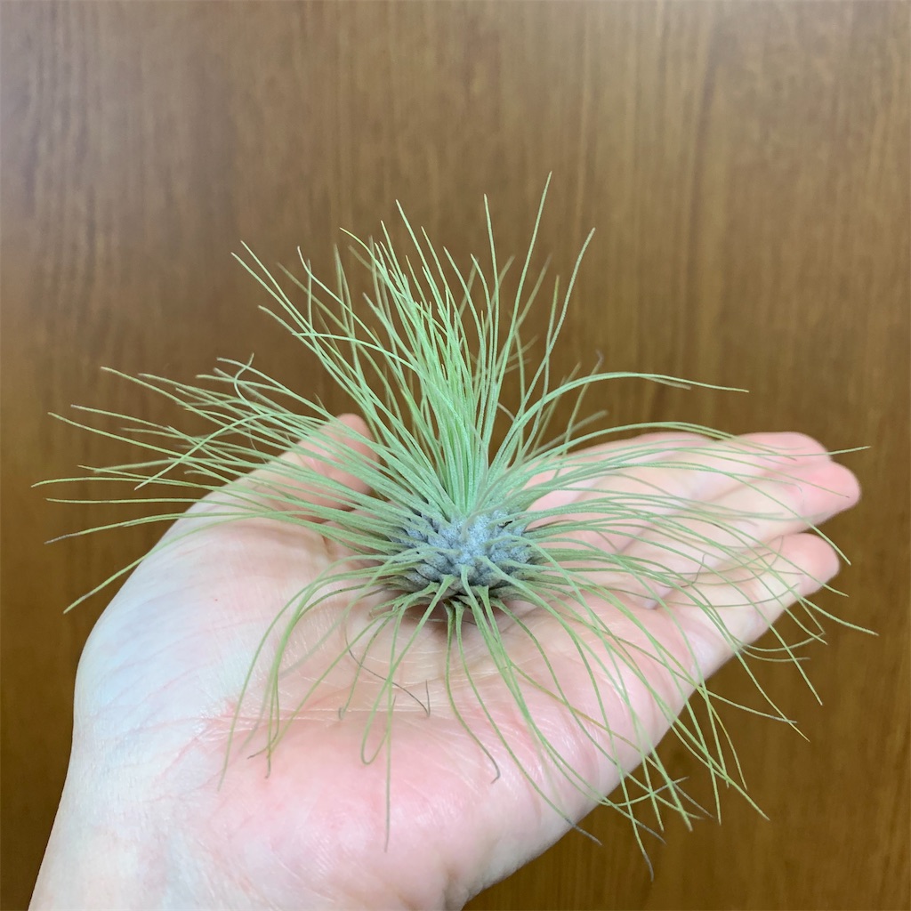 f:id:encyclopediaofweeds:20200125003906j:image
